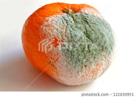 Moldy Unshu mandarins Moldy Unshu mandarins 122830951
