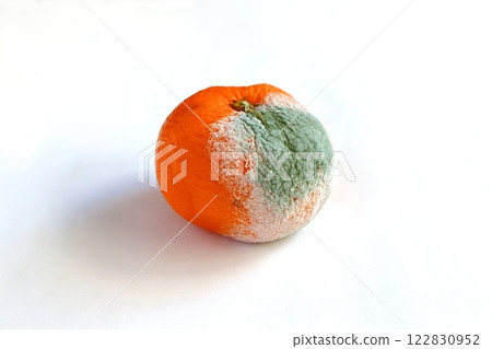 Moldy Unshu mandarins Moldy Unshu mandarins 122830952