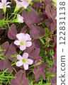 Cute oxalidrian glaris flowers 122831138