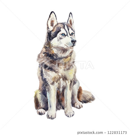 Husky dog sitting. Hand drawn watercolor illustration isolated on white. For postcards, ski resort invitations, sleigh rides, winter banners and posters. 122831173