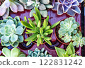 The image features an assortment of vibrant succulents arranged neatly in small pots. The plants display a variety of colors, including green, orange, red, blue, and purple hues	 122831242