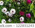 top-down view of blooming daisies in white, pink, and purple, surrounded by lush green foliage. The flowers' vivid petals and colorful centers create a lively and fresh composition	 122831243