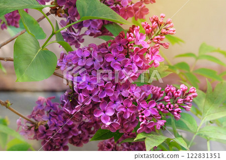 Purple flowers with green background. Branches of blossoming purple lilac on springtime in park. Spring Blossom. 122831351