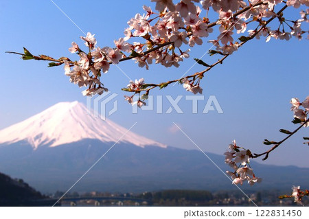 河口湖的春天風景：櫻花與富士山 122831450