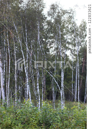 Birch forest at summer. Young growth. 122831621