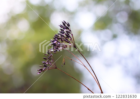 Caraway or Carum carvi plant and seeds. Ripe cumin herbs. 122831630