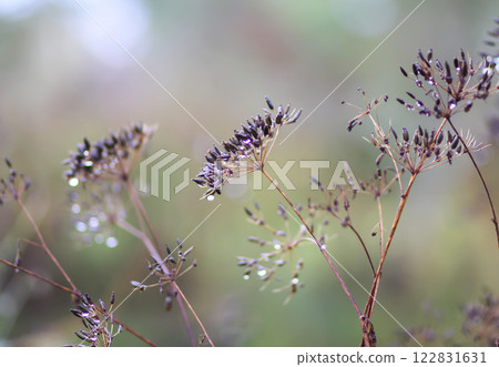 Caraway or Carum carvi plant and seeds. Ripe cumin herbs. Caraway or Carum carvi plant and seeds. Ripe cumin herbs. 122831631
