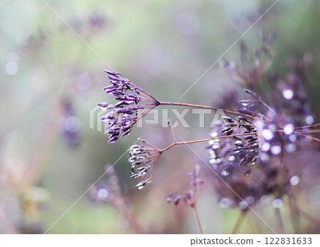 Caraway or Carum carvi plant and seeds. Ripe cumin herbs. 122831633
