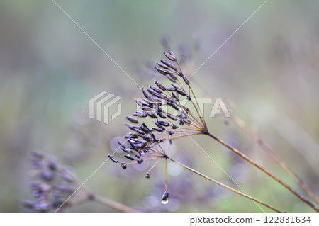 Caraway or Carum carvi plant and seeds. Ripe cumin herbs. Caraway or Carum carvi plant and seeds. Ripe cumin herbs. 122831634
