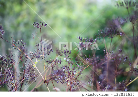 Caraway or Carum carvi plant and seeds. Ripe cumin herbs. Caraway or Carum carvi plant and seeds. Ripe cumin herbs. 122831635