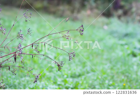 Caraway or Carum carvi plant and seeds. Ripe cumin herbs. Caraway or Carum carvi plant and seeds. Ripe cumin herbs. 122831636