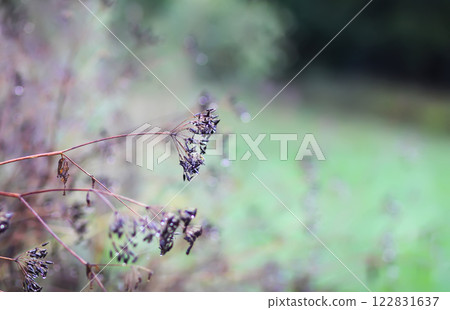 Caraway or Carum carvi plant and seeds. Ripe cumin herbs. Caraway or Carum carvi plant and seeds. Ripe cumin herbs. 122831637