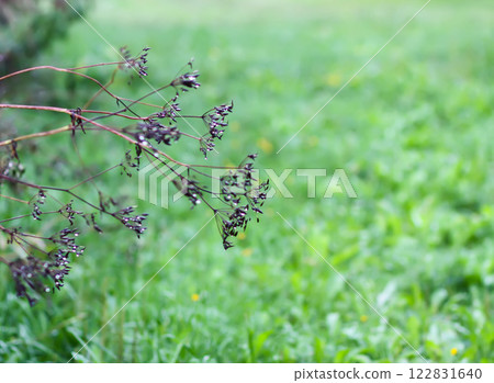 Caraway or Carum carvi plant and seeds. Ripe cumin herbs. 122831640