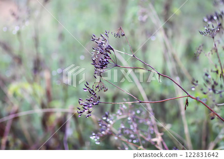 Caraway or Carum carvi plant and seeds. Ripe cumin herbs. 122831642