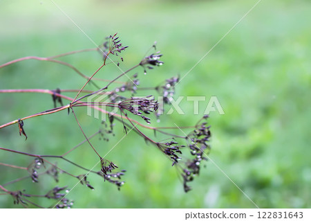 Caraway or Carum carvi plant and seeds. Ripe cumin herbs. Caraway or Carum carvi plant and seeds. Ripe cumin herbs. 122831643
