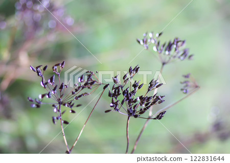Caraway or Carum carvi plant and seeds. Ripe cumin herbs. 122831644