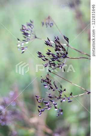 Caraway or Carum carvi plant and seeds. Ripe cumin herbs. 122831646
