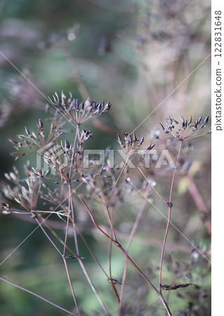 Caraway or Carum carvi plant and seeds. Ripe cumin herbs. 122831648