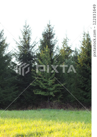 Fir-trees. Evergreen plant. Wild forest. 122831649
