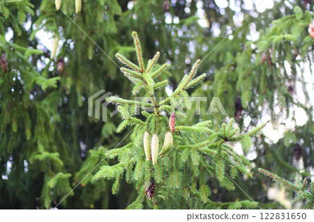 Fir-tree branches with cones close up. Evergreen plant. Wild forest. 122831650