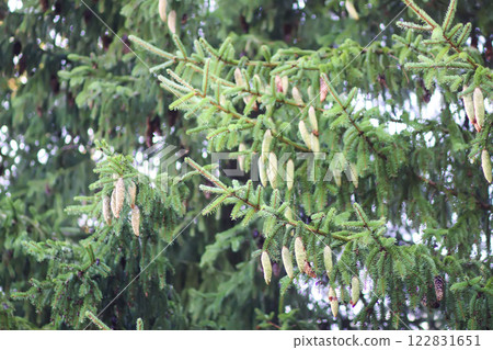 Fir-tree branches with cones close up. Evergreen plant. Wild forest. 122831651