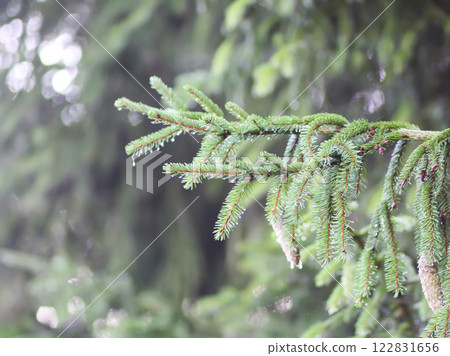 Fir-tree branches with cones close up. Evergreen plant. Wild forest. 122831656