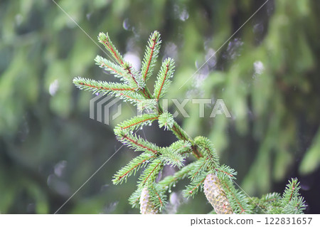 Fir-tree branches close up. Evergreen plant. Wild forest. 122831657