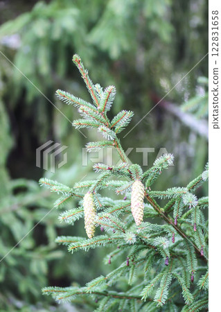 Fir-tree branches with cones close up. Evergreen plant. Wild forest. Fir-tree branches with cones close up. Evergreen plant. Wild forest. 122831658