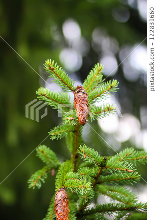 Fir-tree branches with cones close up. Evergreen plant. Wild forest. 122831660