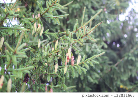 Fir-tree branches with cones close up. Evergreen plant. Wild forest. 122831663
