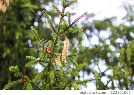 Fir-tree branches with cones close up. Evergreen plant. Wild forest. 122831665
