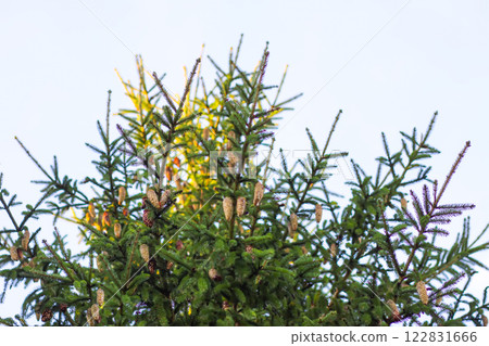 Fir-tree branches with cones close up. Evergreen plant. Wild forest. 122831666