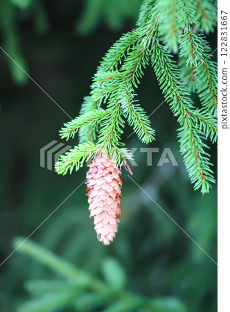 Fir-tree branches with cones close up. Evergreen plant. Wild forest. 122831667