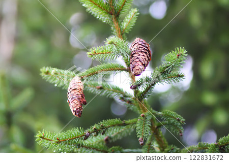 Fir-tree branches close up. Evergreen plant. Wild forest. 122831672