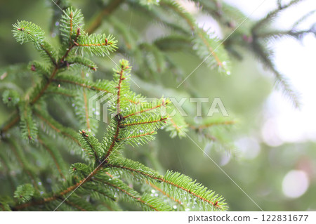 Fir-tree branches close up. Evergreen plant. Wild forest. Fir-tree branches close up. Evergreen plant. Wild forest. 122831677