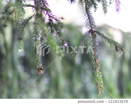 Fir-tree branches close up. Evergreen plant. Wild forest. Fir-tree branches close up. Evergreen plant. Wild forest. 122831678