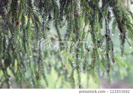 Fir-tree branches close up. Evergreen plant. Wild forest. Fir-tree branches close up. Evergreen plant. Wild forest. 122831682