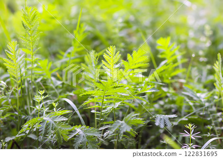 Field in spring. Green grass and wildflowers. Field in spring. Green grass and wildflowers. 122831695