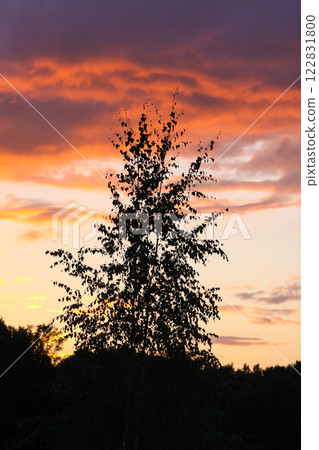 Sunset in the countryside at summer. Wild nature details. Sunset in the countryside at summer. Wild nature details. 122831800
