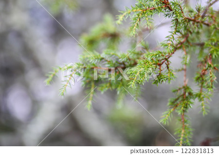 Close-up of juniper tree. Medicinal evergreen plant. 122831813
