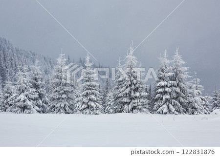 Great winter photo in Carpathian mountains with snow covered fir trees. Colorful outdoor scene, Happy New Year celebration concept. Artistic style post processed photo 122831876