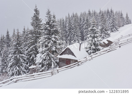 Cozy wooden hut high in the snowy mountains. Great pine trees on the background. Abandoned kolyba shepherd. Cloudy day. Carpathian mountains, Ukraine, Europe 122831895