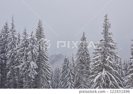 Fairy winter landscape with fir trees and snowfall. Christmas greetings concept Fairy winter landscape with fir trees and snowfall. Christmas greetings concept 122831896