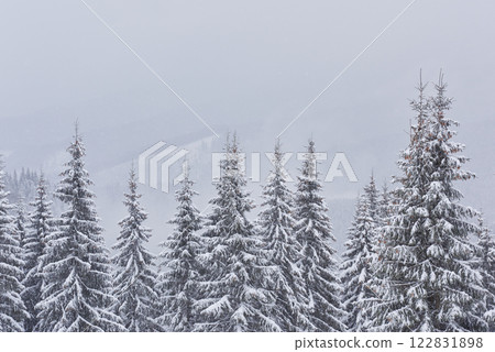 Fairy winter landscape with fir trees and snowfall. Christmas greetings concept 122831898