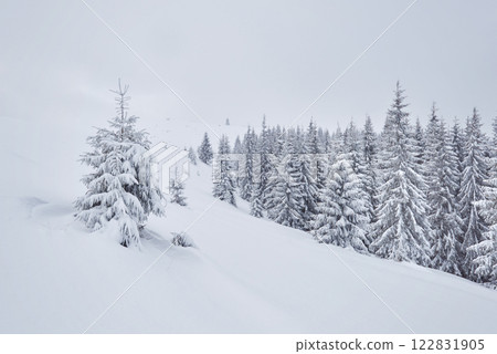 Fairy winter landscape with fir trees and snowfall. Christmas greetings concept 122831905