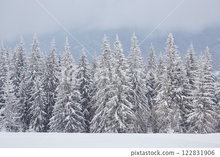Fairy winter landscape with fir trees and snowfall. Christmas greetings concept Fairy winter landscape with fir trees and snowfall. Christmas greetings concept 122831906
