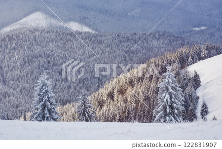 Majestic white spruces glowing by sunlight. Picturesque and gorgeous wintry scene. Location place Carpathian national park, Ukraine, Europe. Alps ski resort. Blue toning. Happy New Year Beauty world Majestic white spruces glowing by sunlight. Picturesque and gorgeous wintry scene. Location place Carpathian national park, Ukraine, Europe. Alps ski resort. Blue toning. Happy New Year Beauty world 122831907