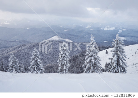 Great winter photo in Carpathian mountains with snow covered fir trees. Colorful outdoor scene, Happy New Year celebration concept. Artistic style post processed photo 122831909