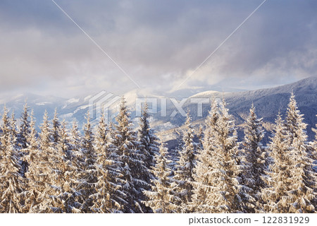 Majestic white spruces glowing by sunlight. Picturesque and gorgeous wintry scene. Location place Carpathian national park, Ukraine, Europe. Alps ski resort. Blue toning. Happy New Year Beauty world 122831929