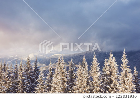 Majestic white spruces glowing by sunlight. Picturesque and gorgeous wintry scene. Location place Carpathian national park, Ukraine, Europe. Alps ski resort. Blue toning. Happy New Year Beauty world Majestic white spruces glowing by sunlight. Picturesque and gorgeous wintry scene. Location place Carpathian national park, Ukraine, Europe. Alps ski resort. Blue toning. Happy New Year Beauty world 122831930